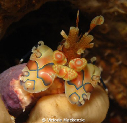 Little Harlequin Shrimp hiding in a hole and protecting h... by Victoria Mackenzie 
